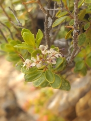 Agathosma venusta