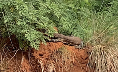 Varanus niloticus