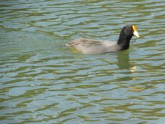 Fulica leucoptera