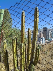 Trichocereus bridgesii