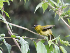 Kleinothraupis atropileus