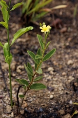 Piriqueta sidifolia