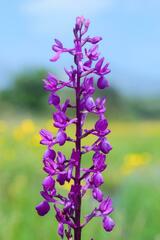 Anacamptis laxiflora