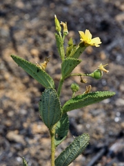 Piriqueta sidifolia