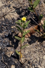 Piriqueta sidifolia