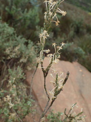 Struthiola ciliata