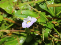 Bonnaya ruelloides