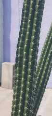 Praecereus euchlorus
