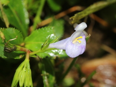 Bonnaya ruelloides