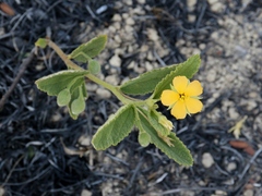 Piriqueta sidifolia
