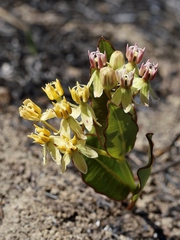 Asclepias candida