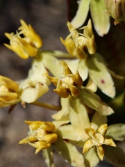 Asclepias candida