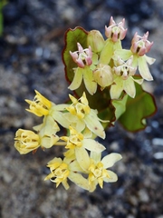 Asclepias candida
