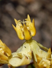 Asclepias candida