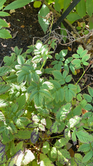 Aruncus dioicus