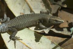 Algyroides fitzingeri