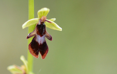 Ophrys insectifera