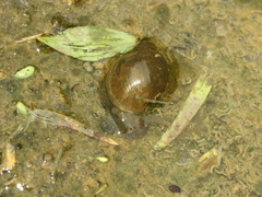 Lymnaeidae