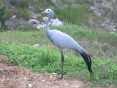 Anthropoides paradiseus