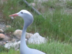 Anthropoides paradiseus