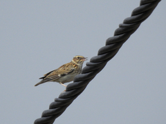 Lullula arborea