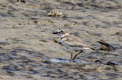 Charadrius wilsonia