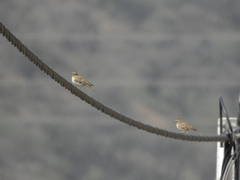 Lullula arborea