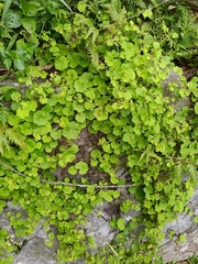 Hydrocotyle nepalensis