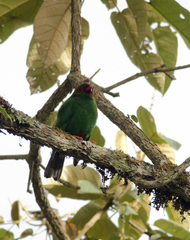 Chlorornis riefferii