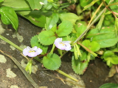 Bonnaya ruelloides