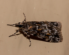 Scoparia chiasta