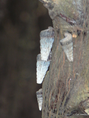 Cerithidea decollata