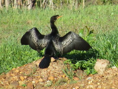 Microcarbo africanus