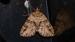 Polyclysta hypogrammata