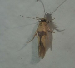 Stathmopoda crassella