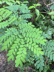 Adenanthera pavonina