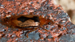 Lebia