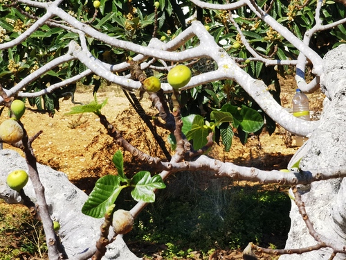 Ripening fig fruit