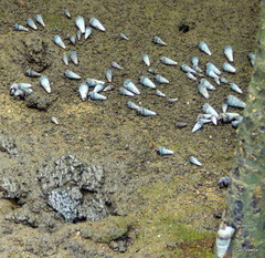 Cerithidea decollata