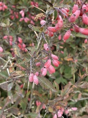 Berberis vulgaris