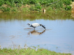 Anthropoides paradiseus