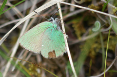 Callophrys rubi