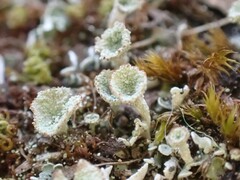 Cladonia kurokawae