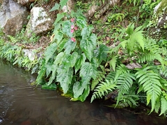 Begonia formosana