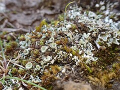 Cladonia kurokawae