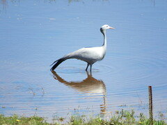 Anthropoides paradiseus