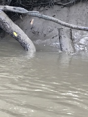 Crocodylus niloticus
