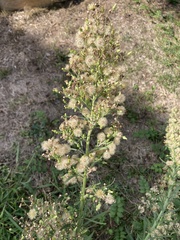 Erigeron sumatrensis