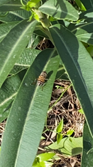 Eristalinus taeniops