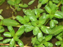 Ludwigia taiwanensis